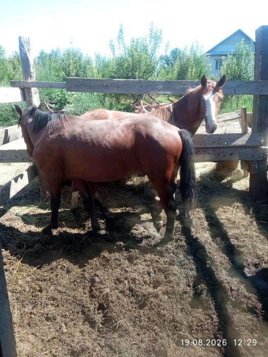 Продам коней с откорма на выбор.