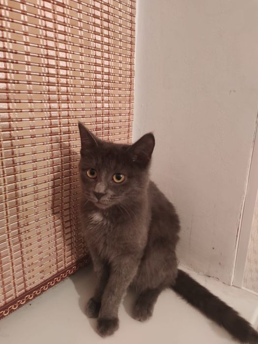 котёнок ищет дом