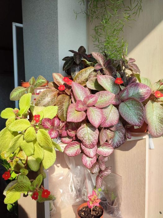 Эписции -цветущие растения