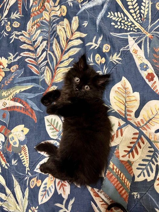 Котёнок ищет хозяев