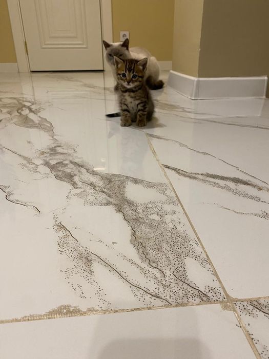 Продается котёнок срочно!!!