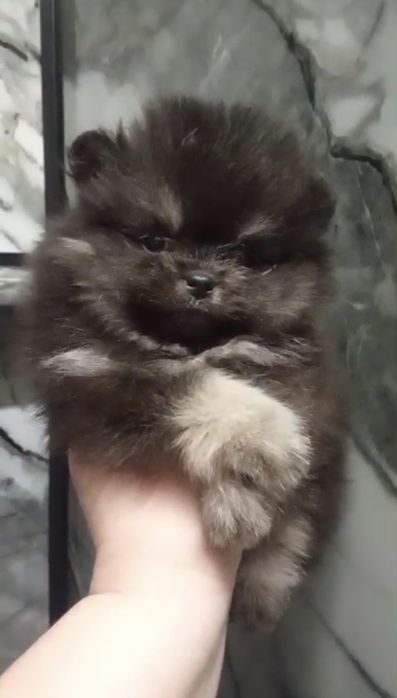 Померанский шпиц Супер мини, 1,5 мес, помиранский