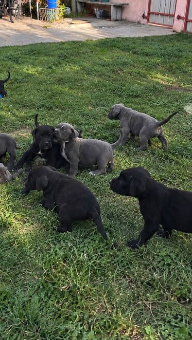 Pui cane corso de vânzare