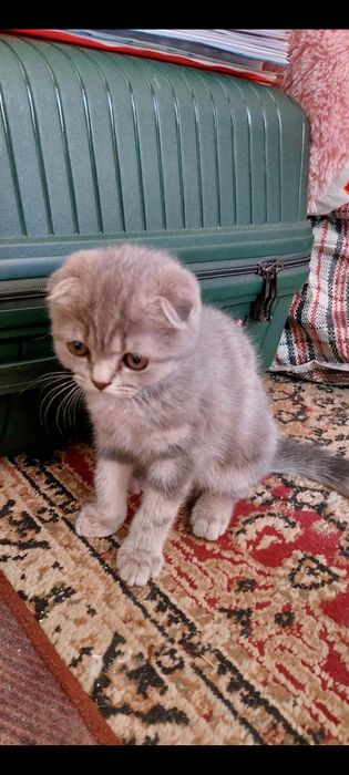 Продаю домашную котёнка