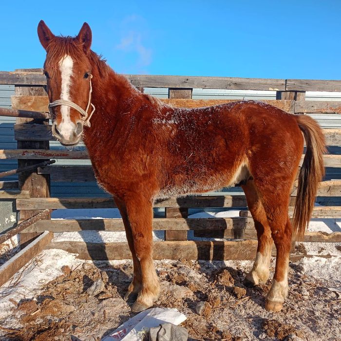 Продам Кунана 2,8 лет