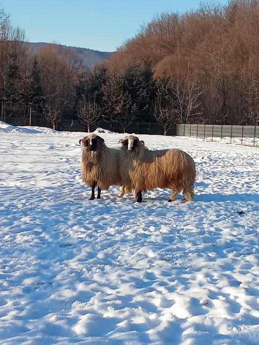 Mai multe detalii la numărul de telefon