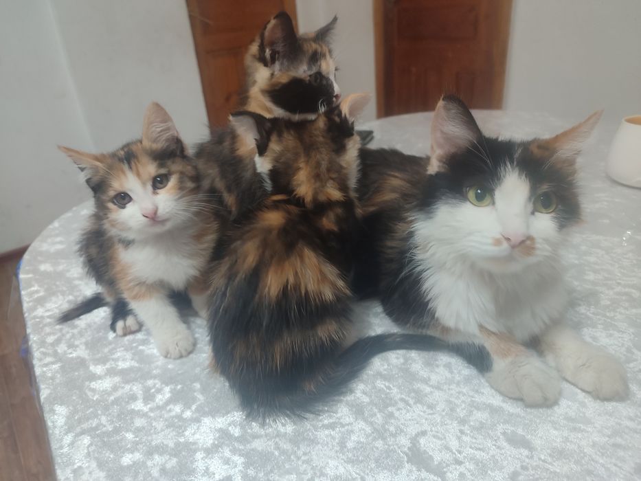 Котята  в хорошие руки