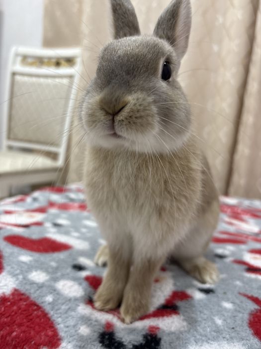 Кролик декоративный