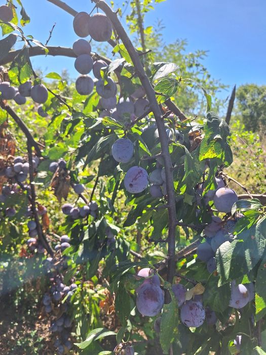 Prune de vanzare