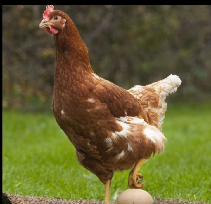 Курицы, петухи  (с ценой договоримся)