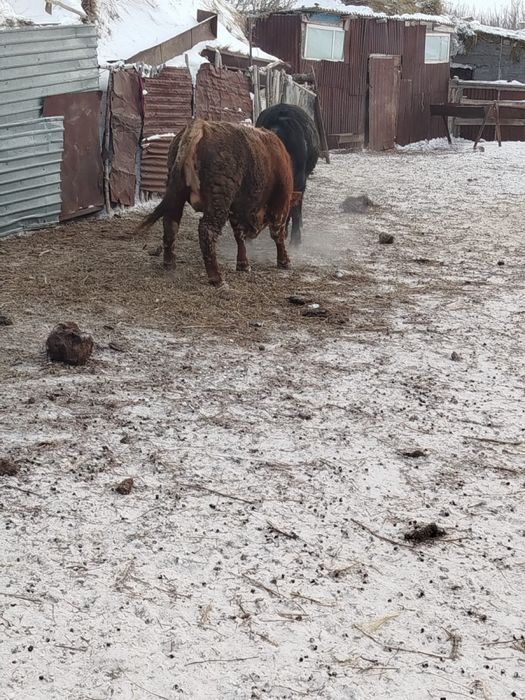 Продам бычка  7 бас