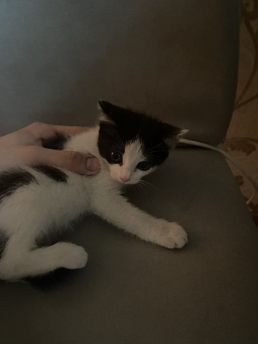Котенок девочка