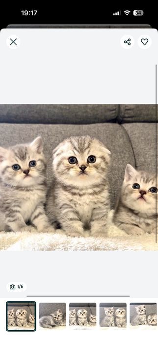 Британска късокосместа