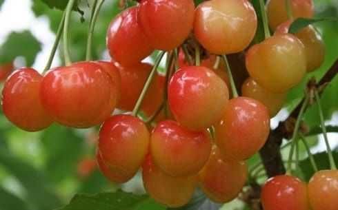 Черешни плодоносящие, Черешни крупномеры Алматы и область