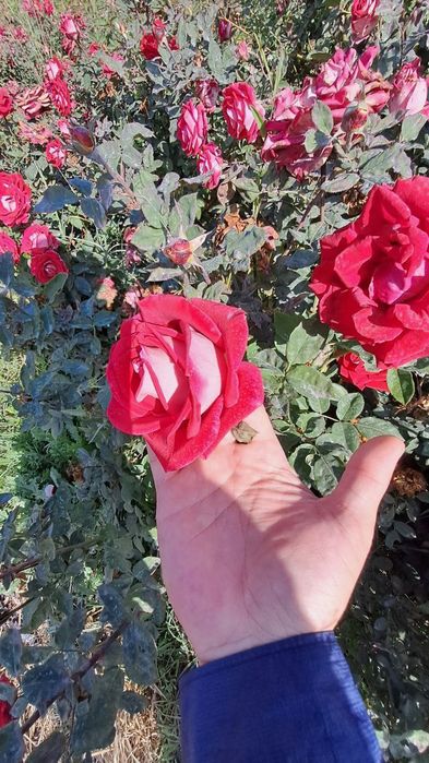 Atirgullar xarxil rangidan bor