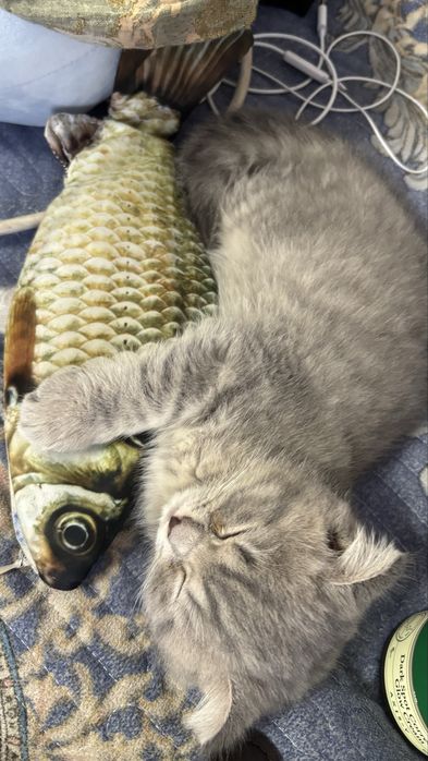 Продается котенок, 3 месяца