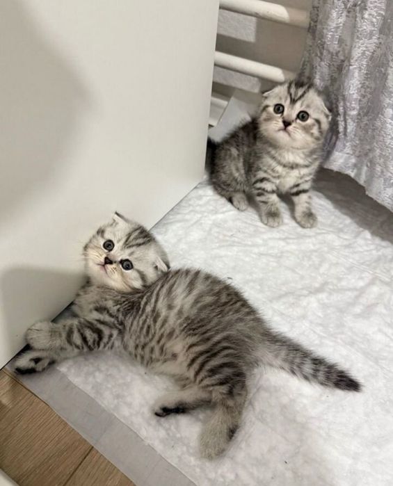 Шотландские котята вислоухие