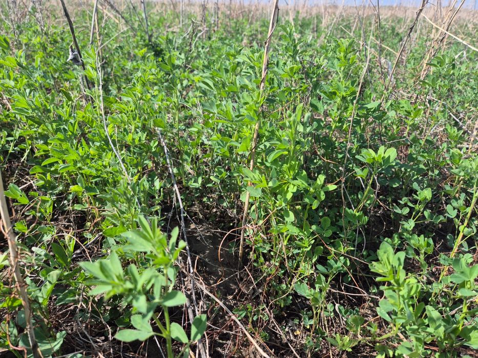 25 гектар жер сатылады