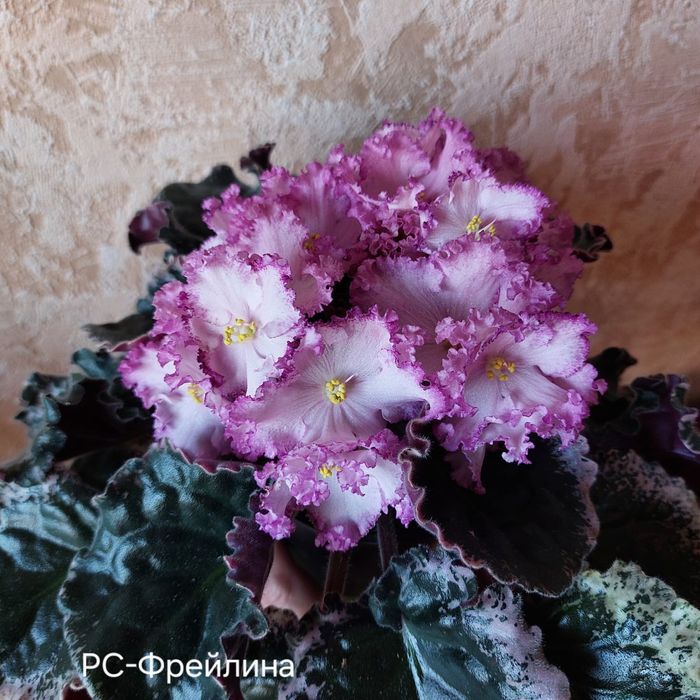 Листочки фиалок 500тг