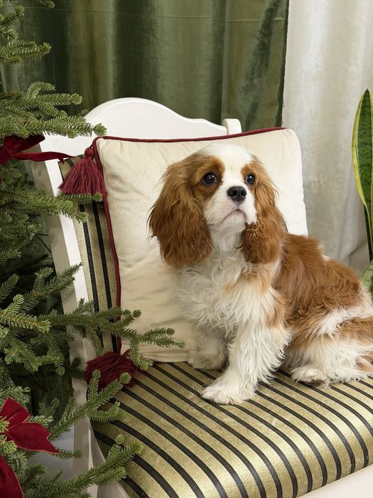 Кавалер Кинг Чарльз Спаниель