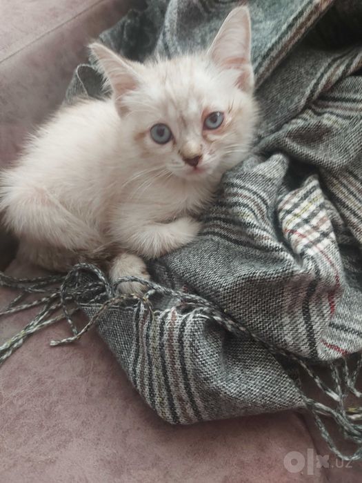 Хорошие руки котёнка отдадим