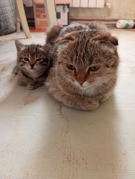 Отдам даром котенка