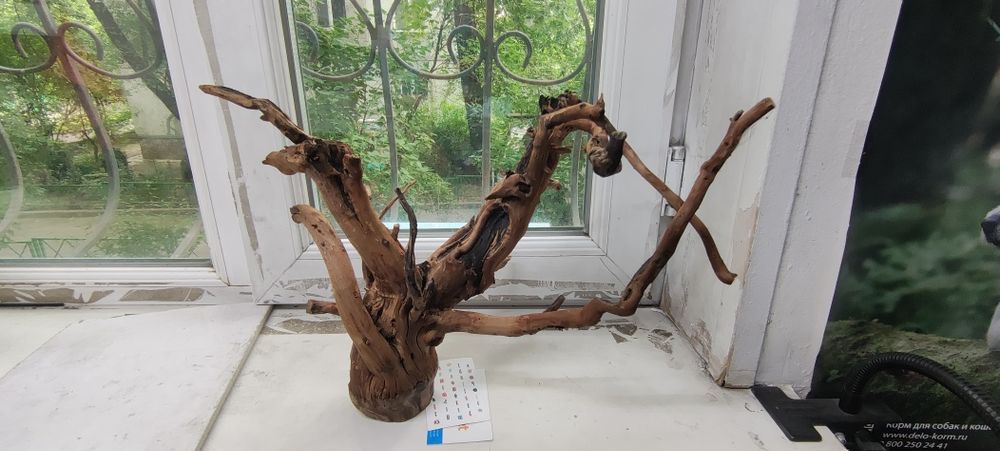 Коряга вишнёвая.