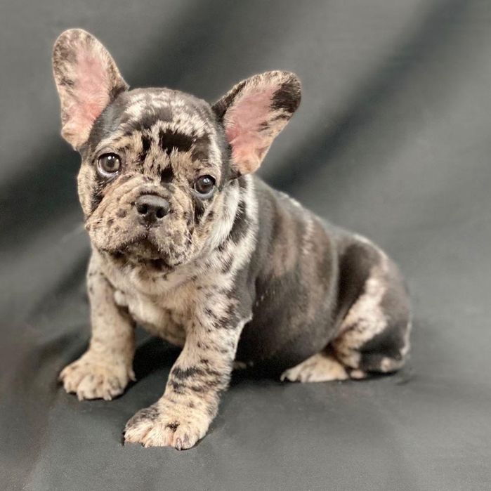 Bulldog francez mascul