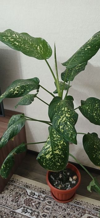 Диффенбахия.Срочно!Торг. Центр.