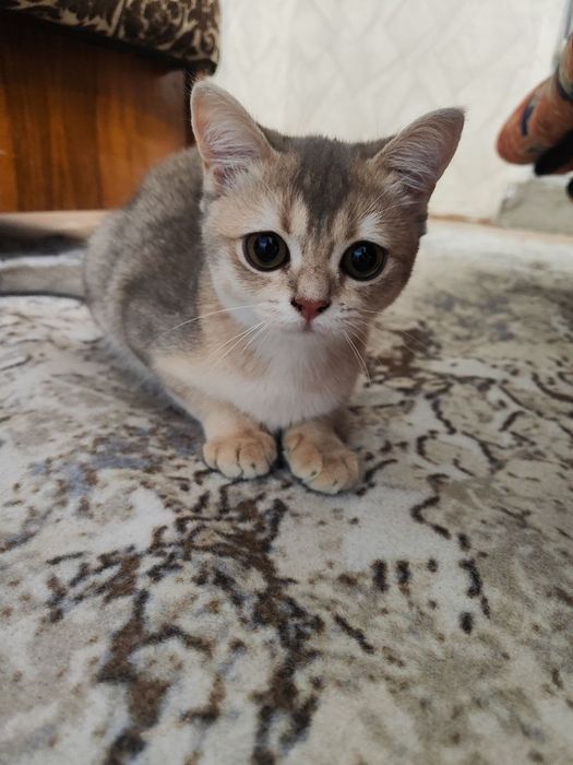 Шиншилла Британский