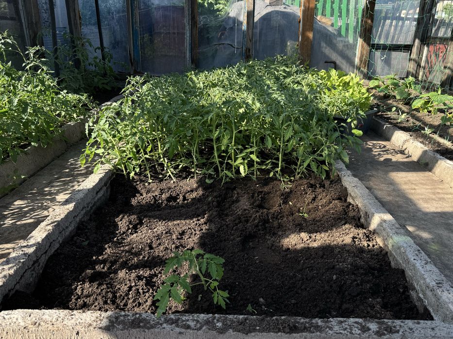 Продам рассаду помидор, огурцов, капусты