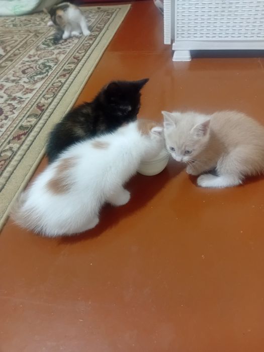 Котята в добрые руки