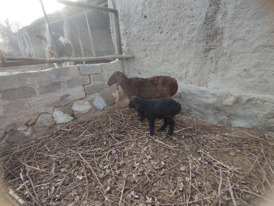 Ona bola qo'y sotiladi yosh