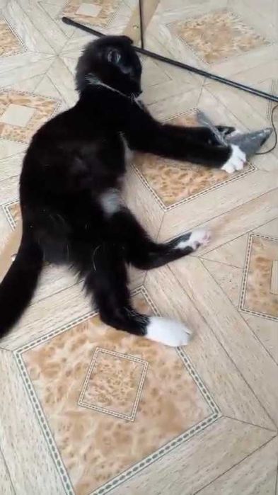 Ищем дом вислоухому котенку!