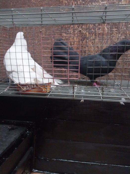 Голуби широкохвостые