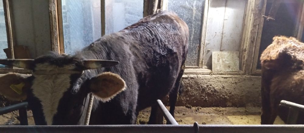 Сатылады 2 бука 1 сыир