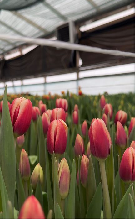 Тюльпаны к 8 марта оптом