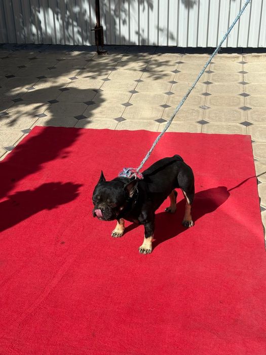 Французкий бульдок