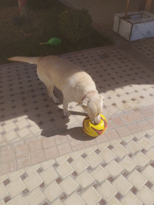 Лабрадор кучук  оргатилган