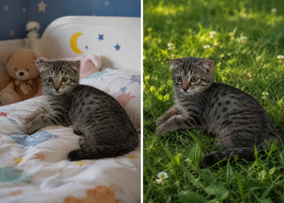 Рыжая кошечка в добрые ручки