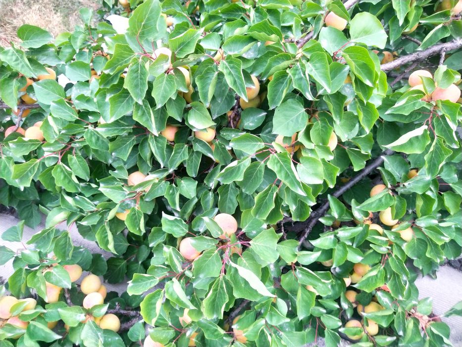 Местный ведро 2000 тг