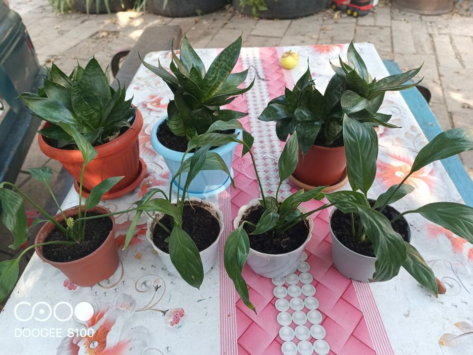 Продам женское счастье