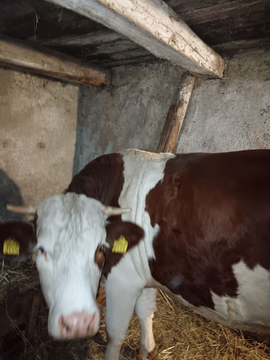 Junincă 500kg 3 ani Bălțată Românească