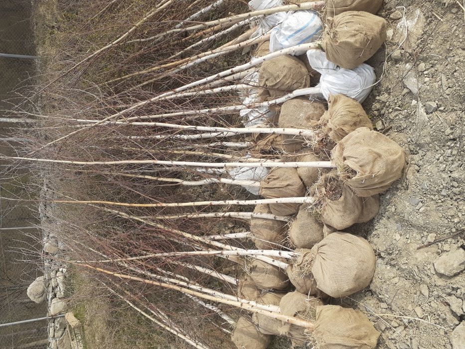 Mesteacăn Thuia Platan tei plante