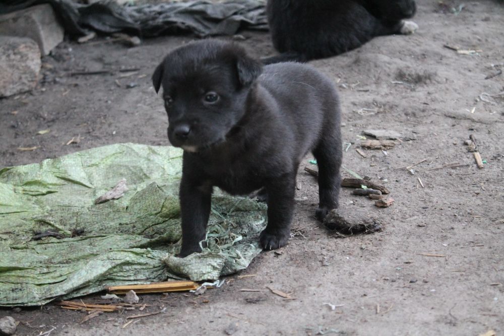 Отдаю щеночка в добрые руки