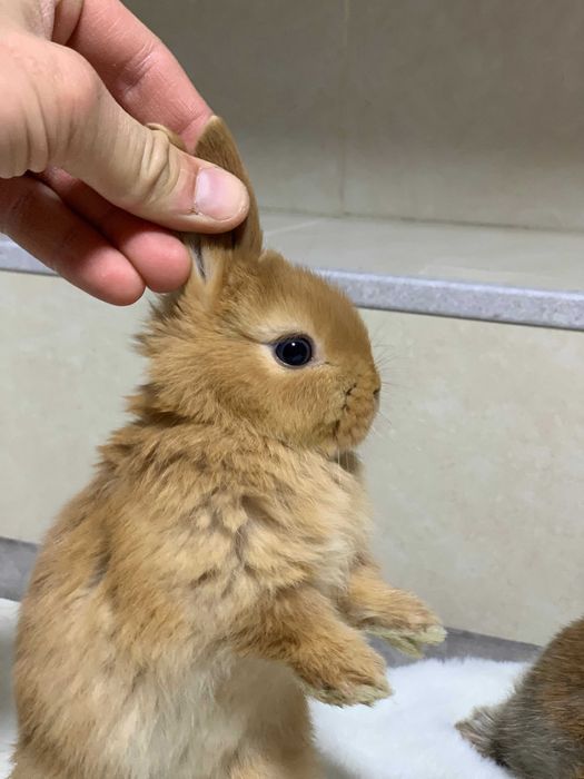 Кролики декоративные