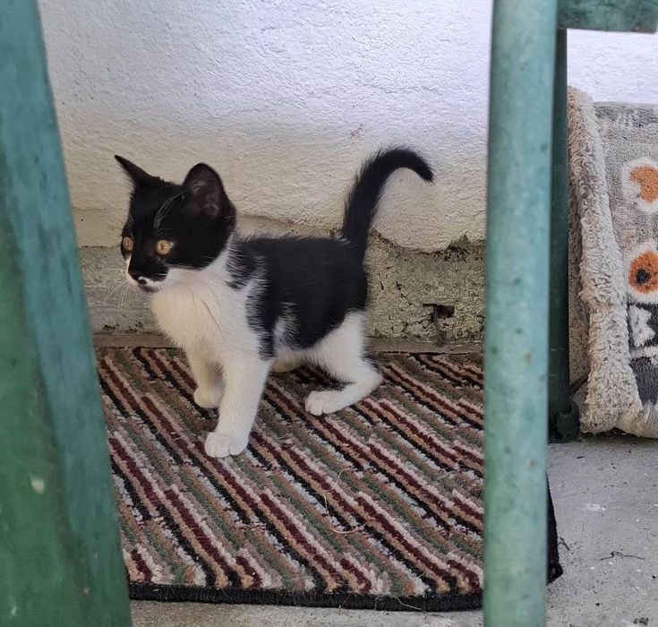 Спешно подарявам мъжко коте