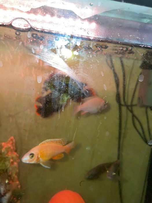 Продаются рыбки цихлиды