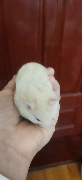 Продам сирийских  хомячат