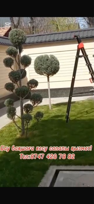 Газон тал кесемыз